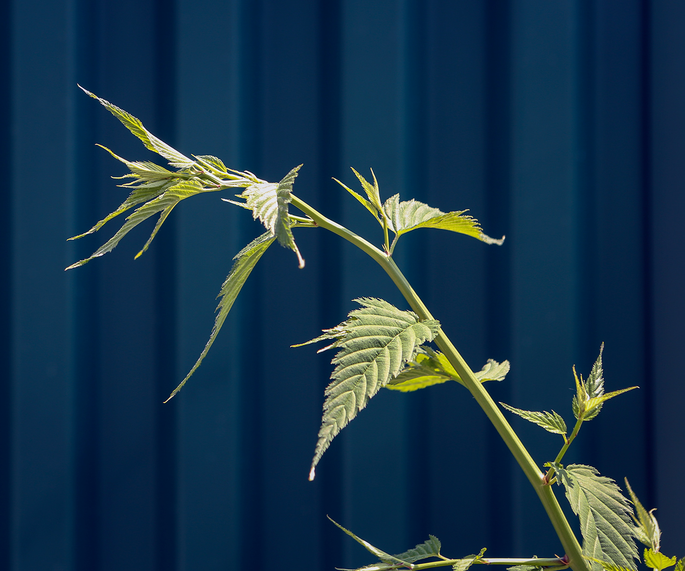 Image of Kerria japonica specimen.