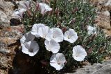 Convolvulus spinifer. Цветущее растение. Киргизия, Баткенская обл., Баткенский р-н, окр. с. Самаркандык, Туркестанский хр., горы Сары-Тоо, ур. Шодемир, ущ. Занкур, окр. пещеры Кон-и-Гут, обнажение серых кристаллических известняков. 7 мая 2025 г.