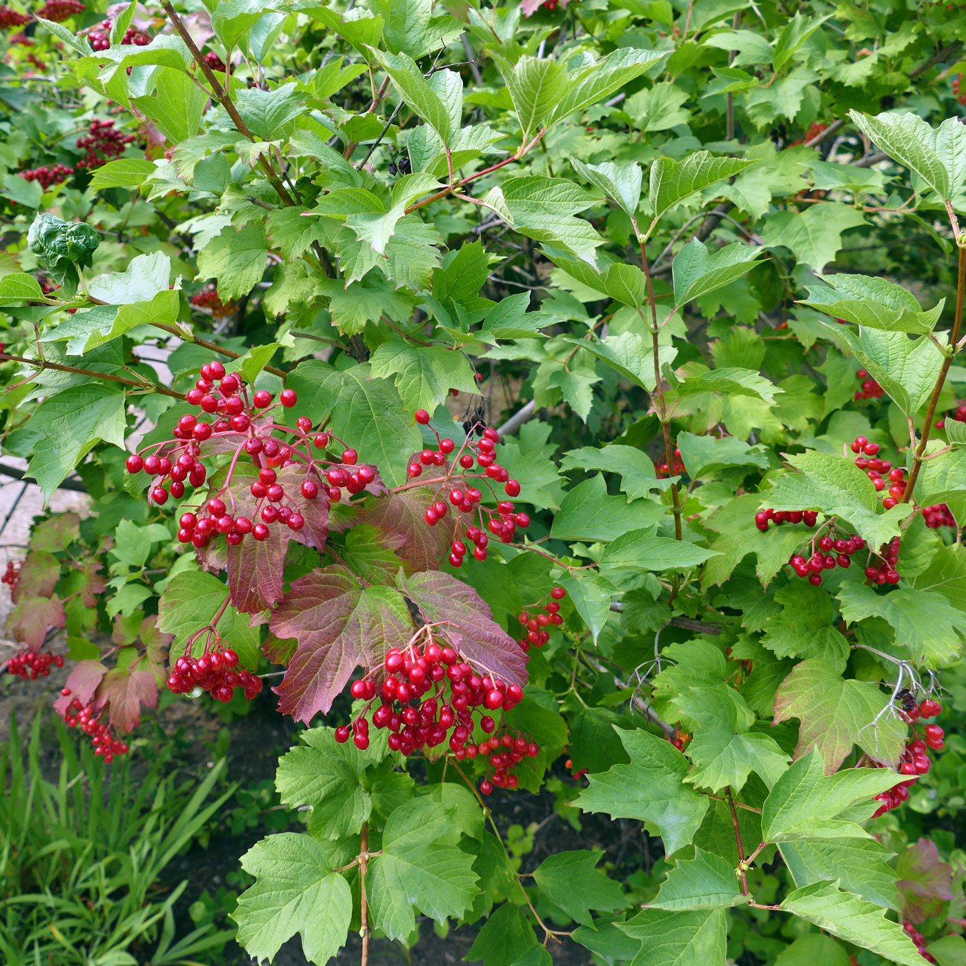 Изображение особи Viburnum opulus.