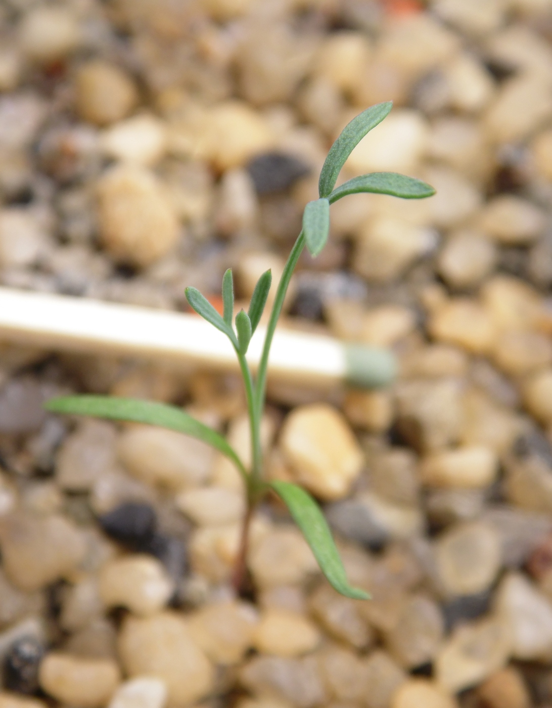 Image of Seseli gummiferum specimen.