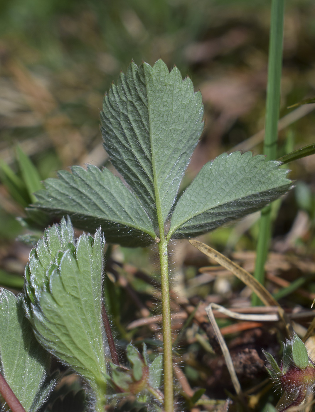 Image of Potentilla micrantha specimen.