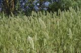 Polypogon monspeliensis. Верхушки цветущих растений. Испания, Каталония, пров. Жирона, комарка Баш Эмпорда, муниципалитет Пальс, залежь на рисовом чеке. 27.04.2026.