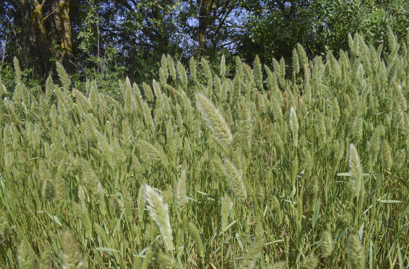 Изображение особи Polypogon monspeliensis.