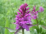 Dactylorhiza euxina