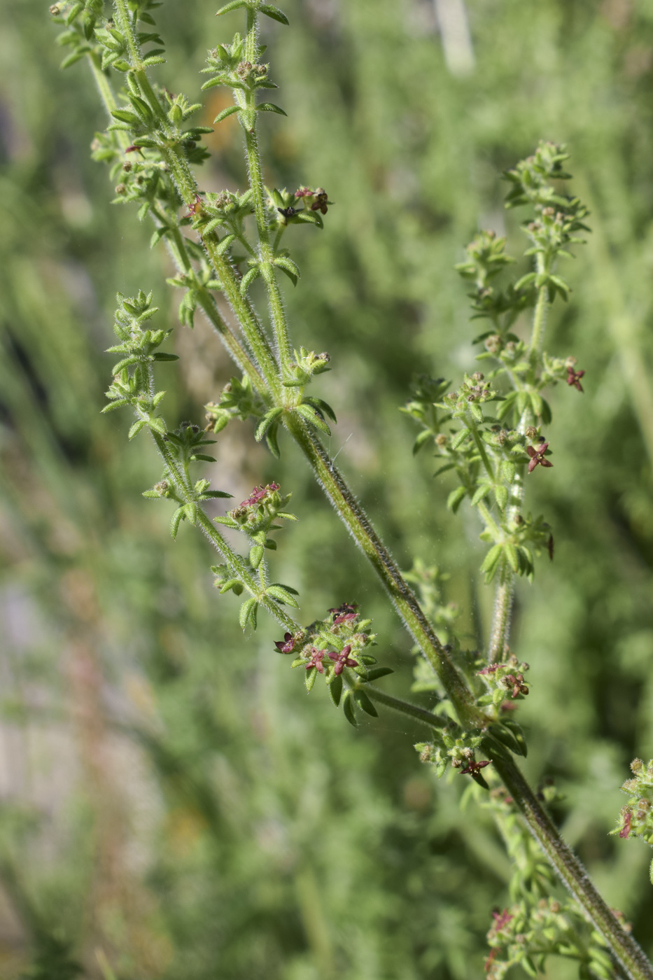 Изображение особи род Galium.