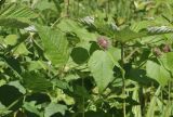 Vicia ohwiana. Верхушка расцветающего растения; справа - лист Filipendula palmata. Приморский край, г. Владивосток, о. Русский, кампус ДВФУ, остатки широколиственного леса. 29.05.2026.