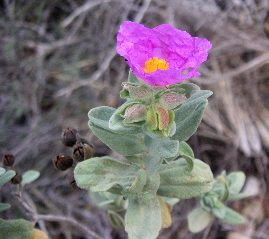 Изображение особи Cistus albidus.