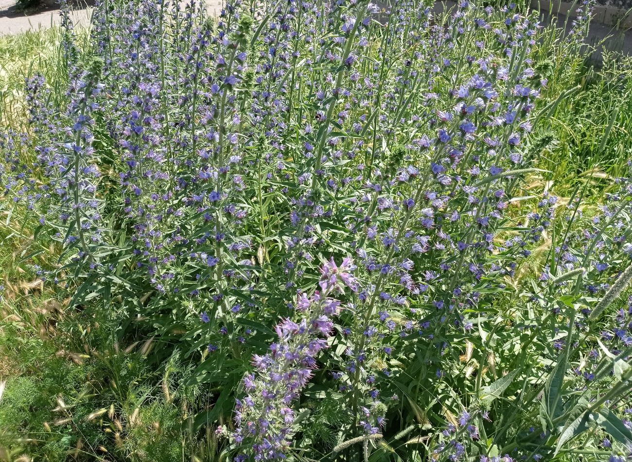 Изображение особи Echium vulgare.