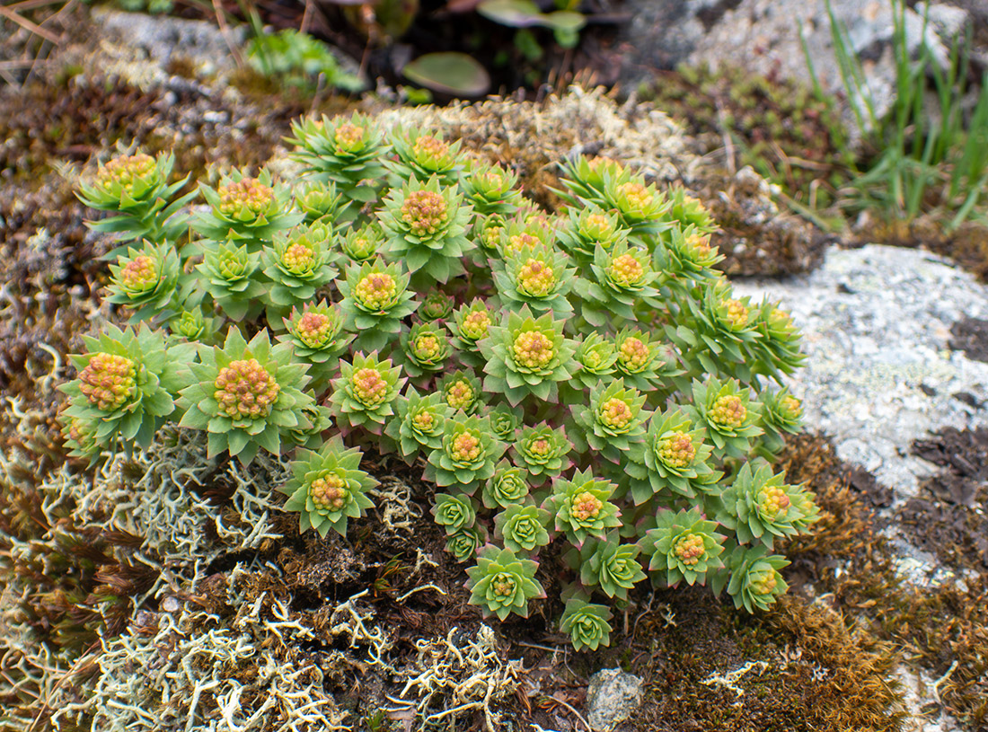 Изображение особи Rhodiola rosea.