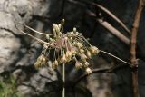 Allium longispathum. Соцветие. Крым, Южный берег, пос. Алупка, обочина. 11.07.2026.