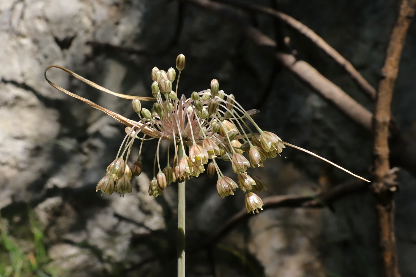 Изображение особи Allium longispathum.