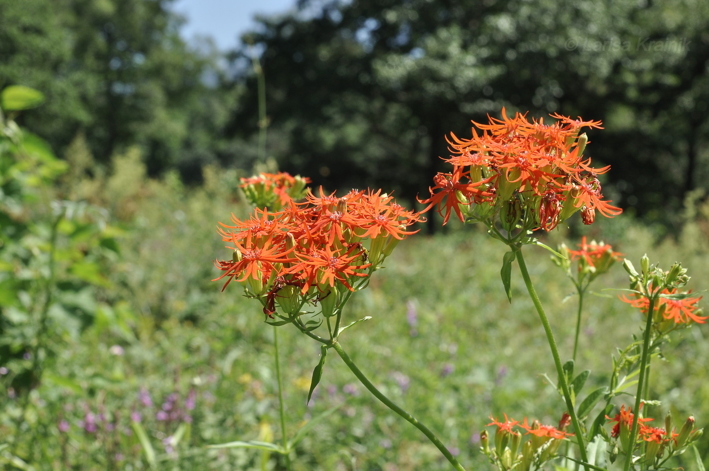 Изображение особи Lychnis wilfordii.