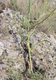 familia Asteraceae. Часть цветущего растения. Армения, Гегаркуникская обл., близ с. Норатус, нарушенная горная степь. 25.07.2021.