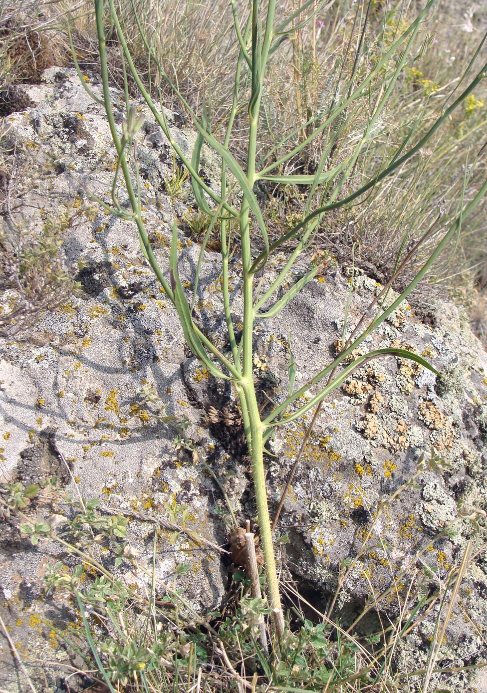 Image of familia Asteraceae specimen.