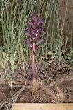 Orobanche amoena. Извлечённое из земли цветущее растение с питающим растением Artemisia sp. Таджикистан, Согдийская обл., Айнинский р-н; Памиро-Алай, Фанские горы, подножье горы Сарытаг, ≈ 2440 м н.у.м., полынная степь. 27 июня 2026 г.