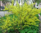 genus Forsythia. Цветущие растения. Смоленск. 11.05.2011.