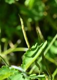 Chelidonium majus. Соплодие. Турция, ил Артвин, окр. храма Отхта, ок. шиповника. 13 июня 2026 г.