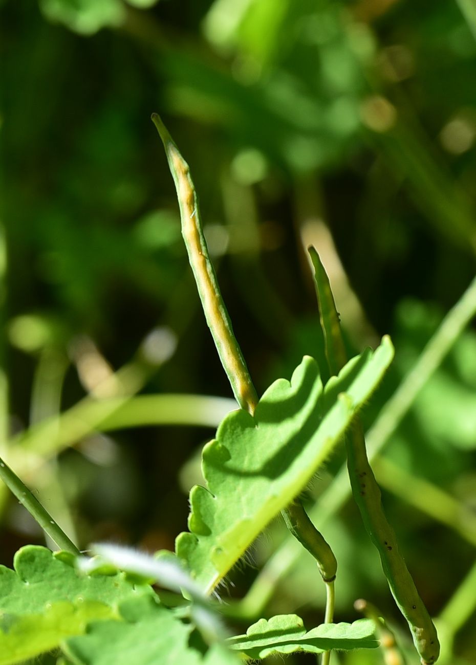 Image of Chelidonium majus specimen.