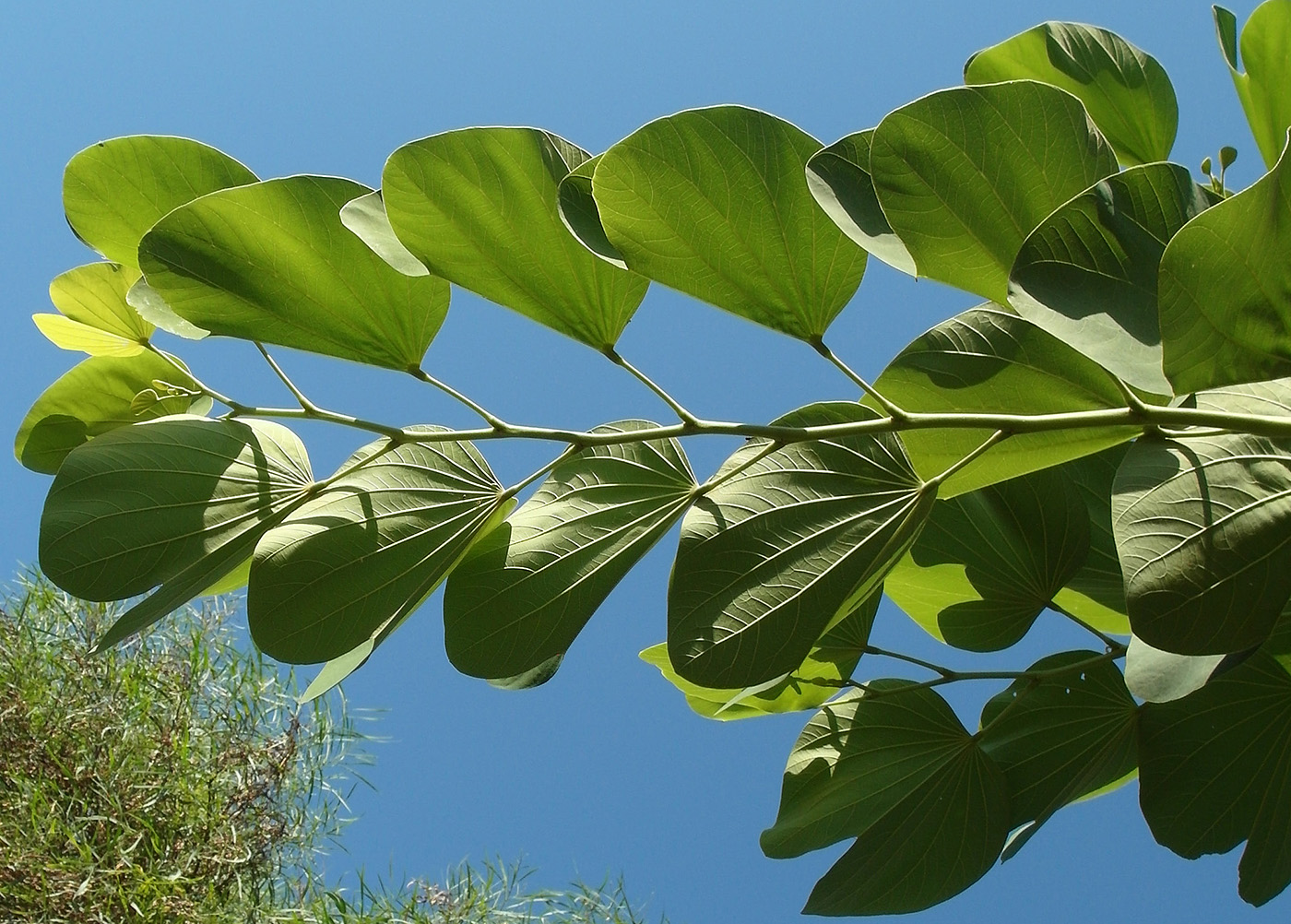 Image of genus Bauhinia specimen.
