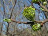 Salix cinerea