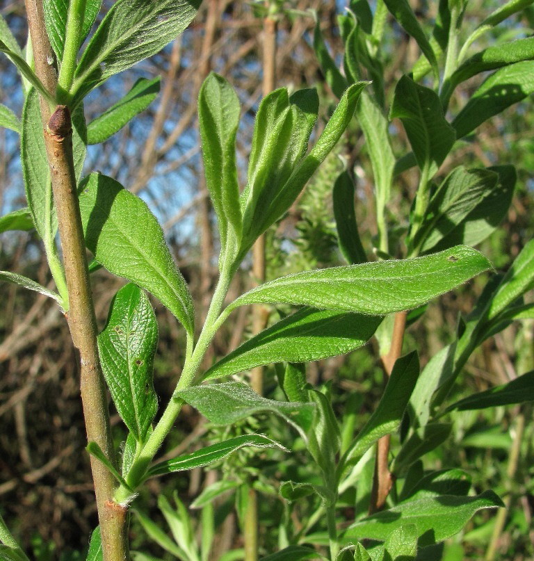 Изображение особи Salix cinerea.