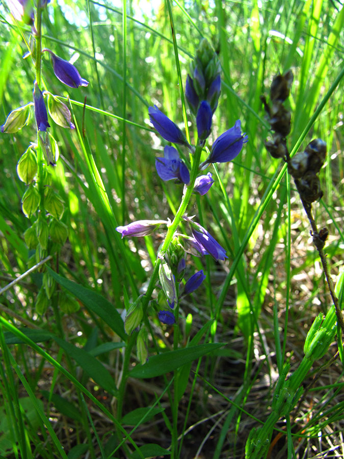 Image of Polygala vulgaris specimen.