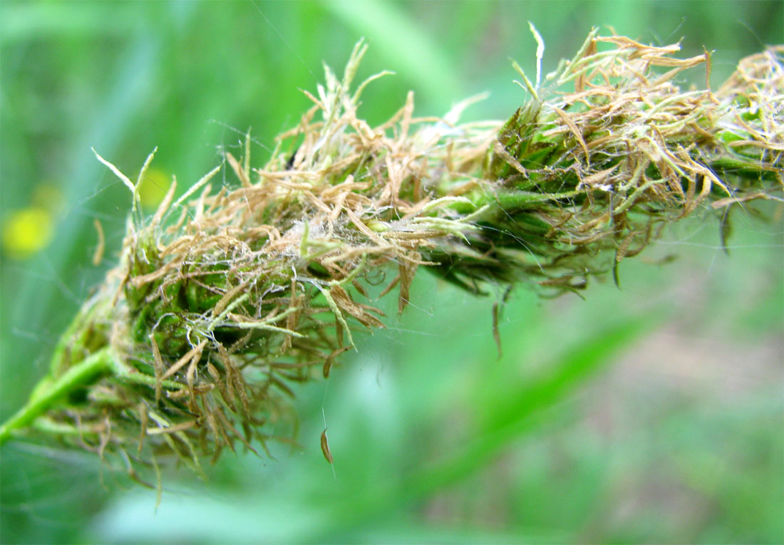 Image of Carex spicata specimen.