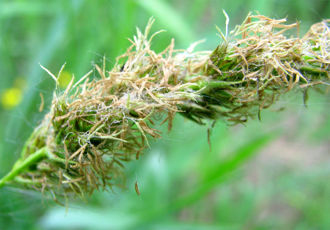 Изображение особи Carex spicata.