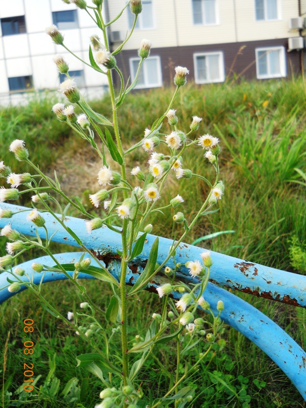 Изображение особи Erigeron acris.