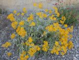 Senecio cineraria