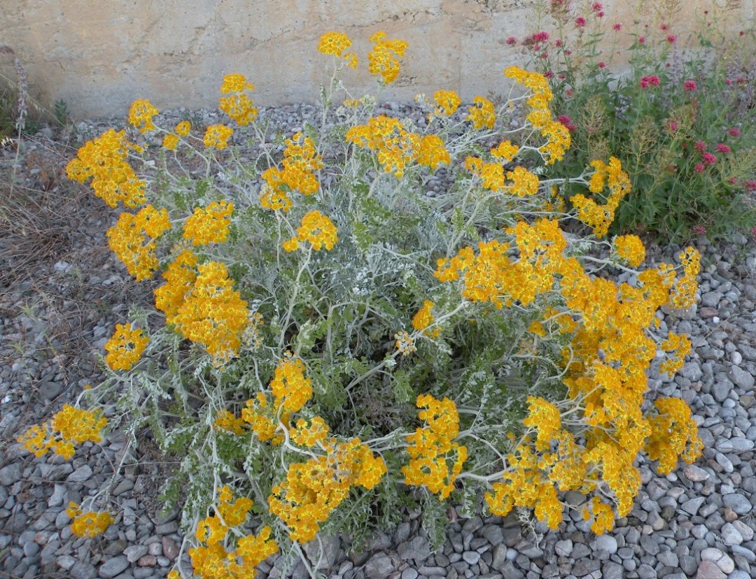 Image of Senecio cineraria specimen.