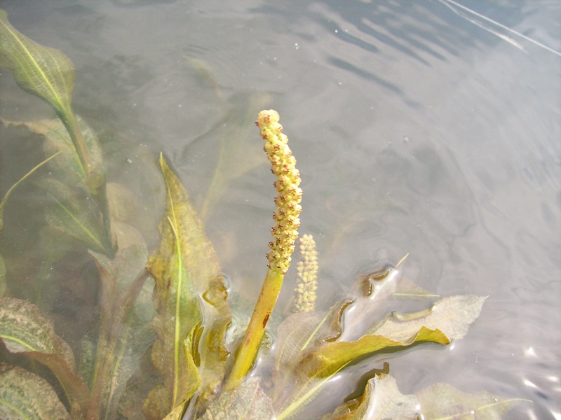 Image of Potamogeton lucens specimen.