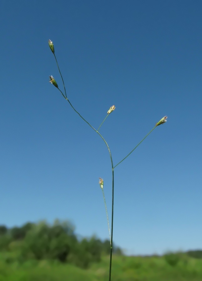 Image of Poa palustris specimen.