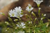 Cerastium polymorphum. Верхушки цветущих побегов. Республика Карачаево-Черкесия, Домбай, берег р. Аманауз, 1600 м н.у.м. 10.07.2011.