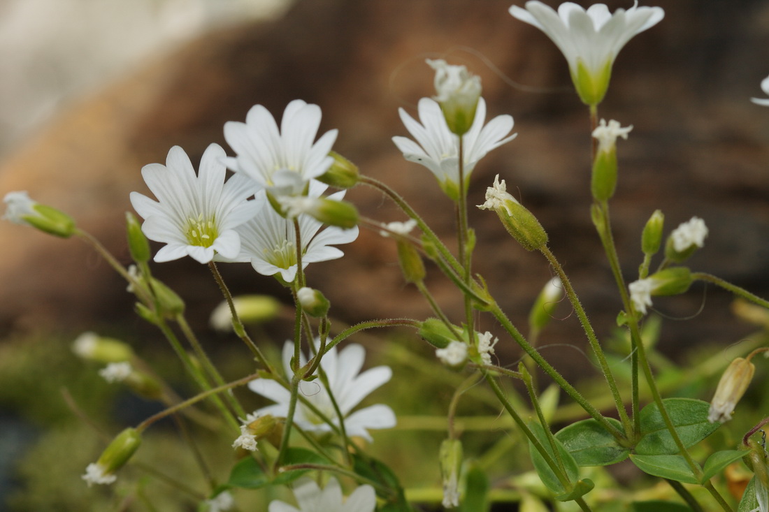 Изображение особи Cerastium polymorphum.