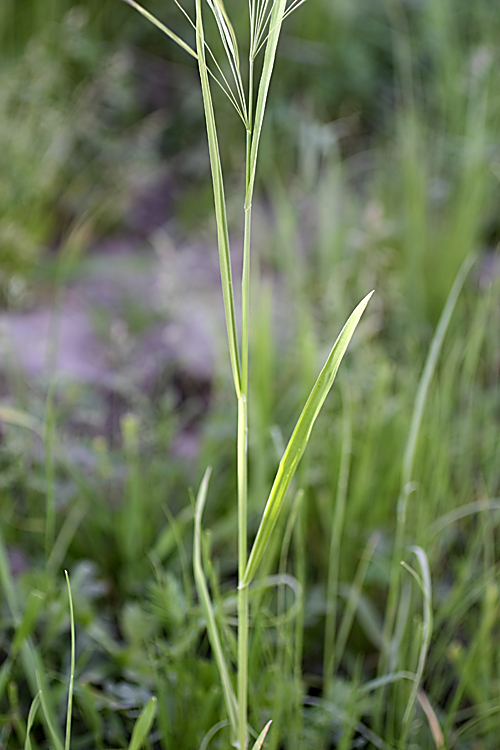 Изображение особи Anisantha sterilis.