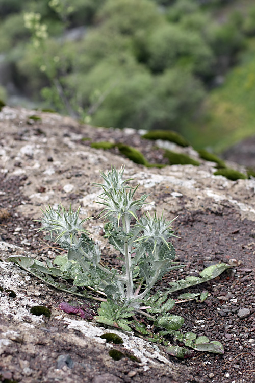 Image of Cousinia princeps specimen.
