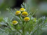 Matricaria discoidea. Верхушка растения с соцветиями. Московская обл., Раменский р-н, Хрипань, дачный участок. 19.06.2005.
