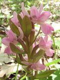 Dactylorhiza romana. Соцветие. Крым, Севастополь, Балаклавский р-н, заказник \"Мыс Айя\". 15.05.2011.