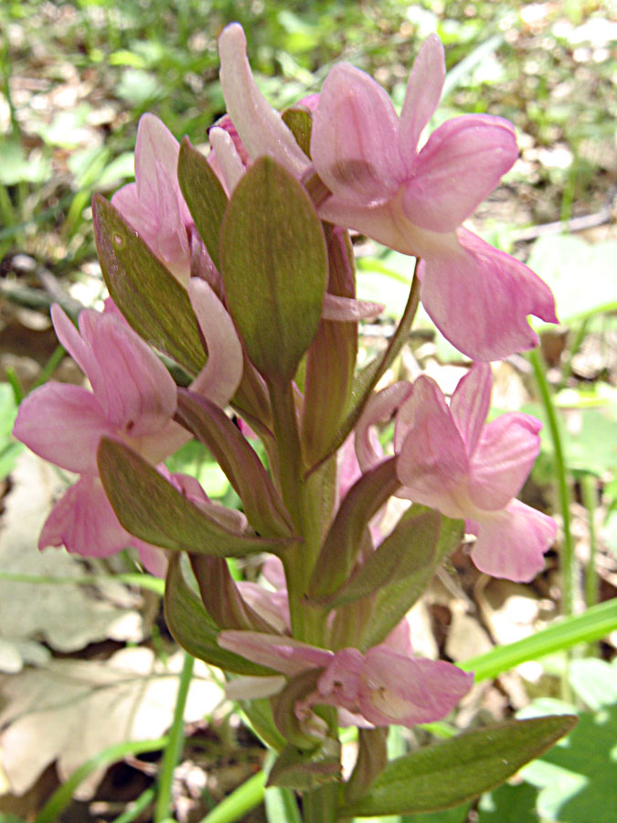 Изображение особи Dactylorhiza romana.