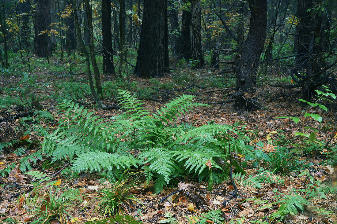 Image of Dryopteris filix-mas specimen.