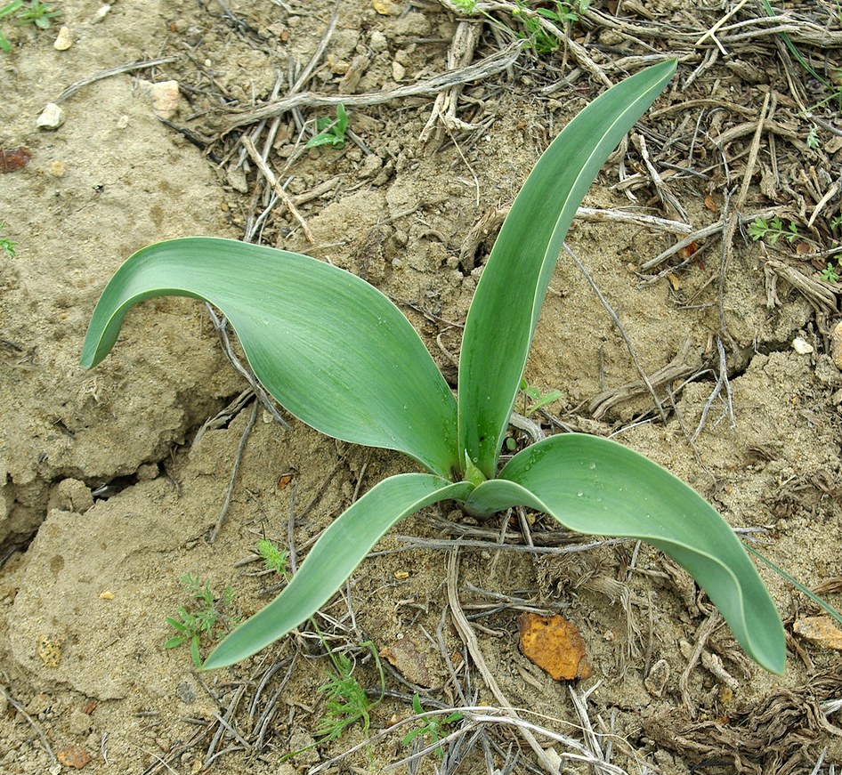 Изображение особи Allium caspium.