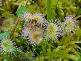 Drosera rotundifolia