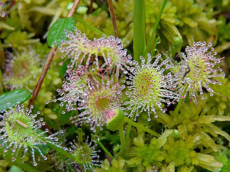 Изображение особи Drosera rotundifolia.