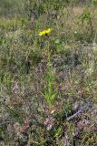 Hieracium umbellatum. Цветущее растение. Свердловская обл., окр. г. Североуральск, южная окраина Колонгинского водохранилища, болото. 14.08.2011.