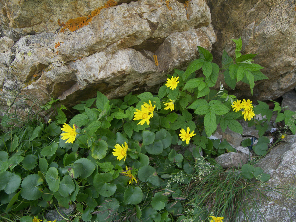 Изображение особи Dolichorrhiza renifolia.