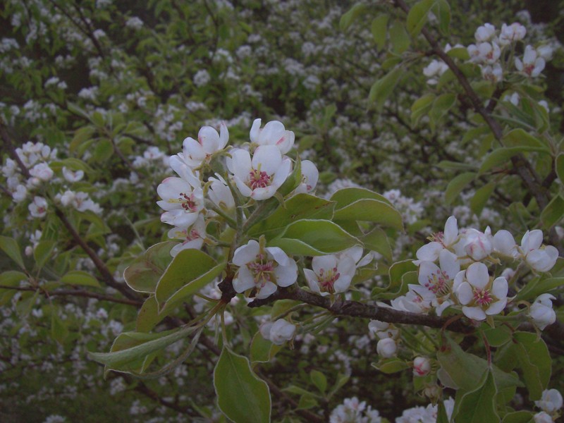 Изображение особи Malus domestica.