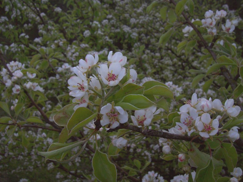 Изображение особи Malus domestica.