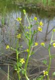 Ranunculus sceleratus