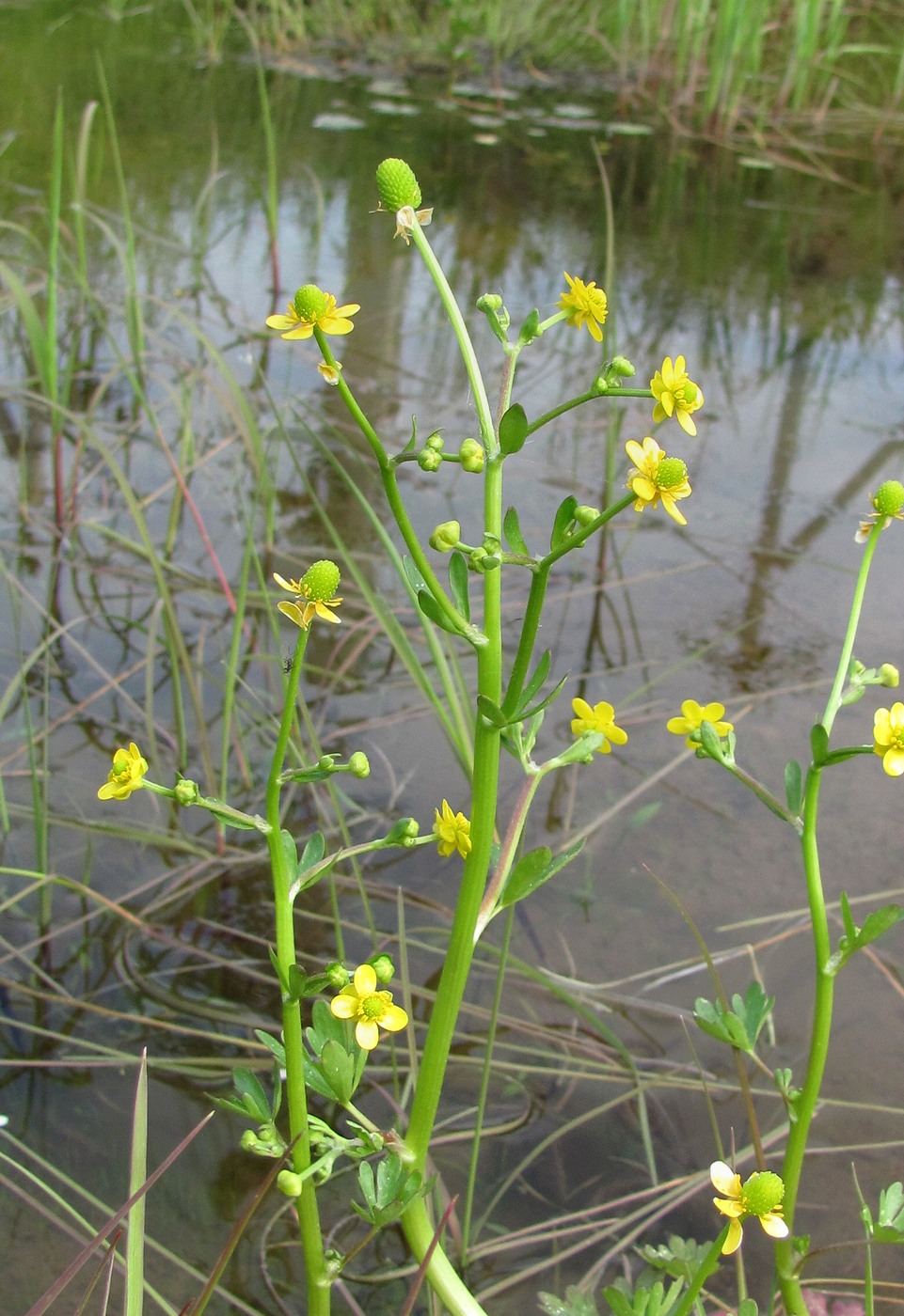 Image of Ranunculus sceleratus specimen.